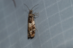 Pseudexentera maracana