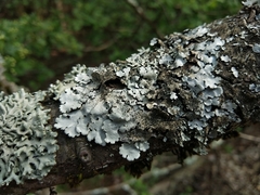 Parmelina pastillifera