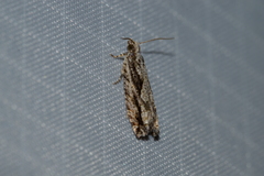 Gretchena delicatana