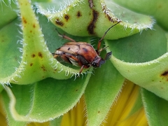 Macrosiagon octomaculata
