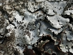 Parmelina pastillifera