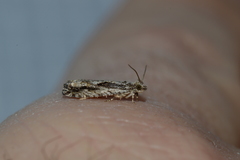 Gretchena delicatana