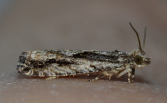 Gretchena delicatana