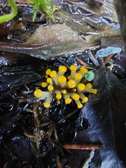 Vibrissea truncorum