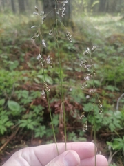 Anthoxanthum australe