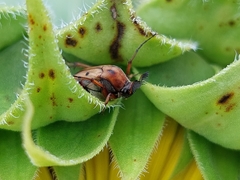 Macrosiagon octomaculata