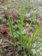 Anthoxanthum australe