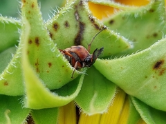 Macrosiagon octomaculata