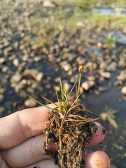 Juncus triglumis