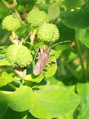 Dicranocephalus albipes
