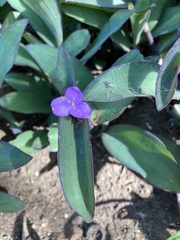 Tradescantia pallida