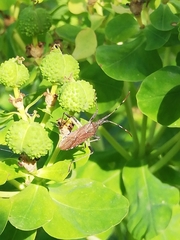 Dicranocephalus albipes