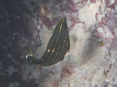 Halichoeres marginatus