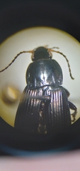 Poecilus lucublandus