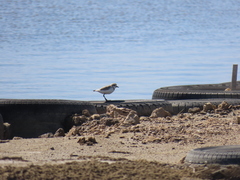 Charadrius pallidus