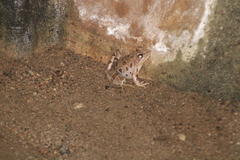Lithobates spectabilis