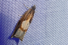 Ancylis uncella