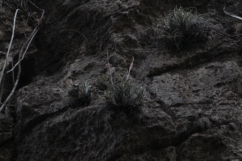 Tillandsia pueblensis, photograph 2