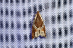 Ancylis unculana