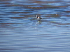 Charadrius pallidus