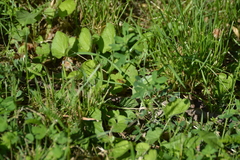 Nomada goodeniana