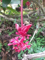 Medinilla miniata