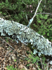 Parmelina pastillifera
