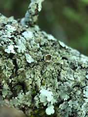 Parmelina pastillifera