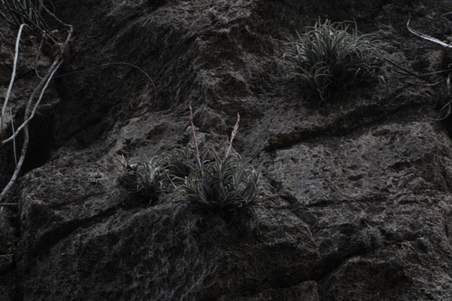Tillandsia pueblensis, photograph 1