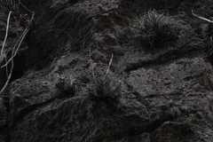 Tillandsia pueblensis