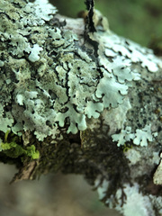 Parmelina pastillifera