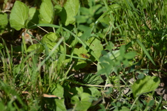 Nomada goodeniana