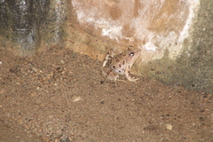 Lithobates spectabilis