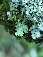Parmelina pastillifera