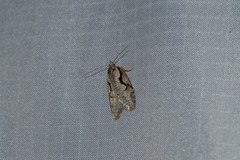 Semioscopis packardella