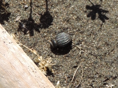 Pimelia bipunctata