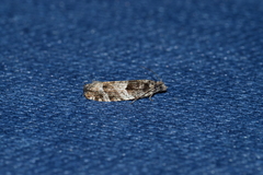 Pseudexentera maracana