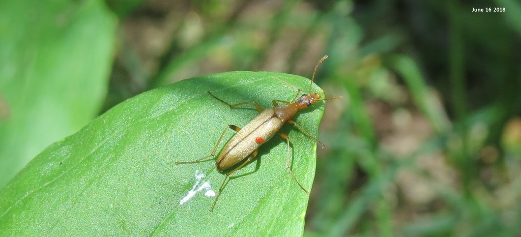 Cephaloon pallens