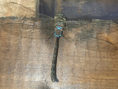 Gynacantha usambarica