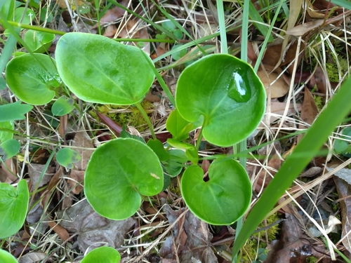 Image of Parnassia caroliniana by (c) Scott Ward, some rights reserved (CC BY)