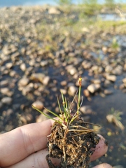 Juncus triglumis