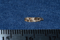 Pseudexentera maracana