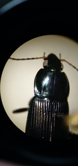 Poecilus lucublandus