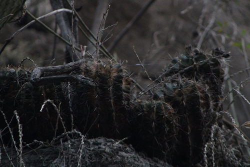 Parrycactus flavovirens