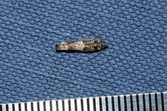 Pseudexentera maracana