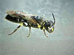 Hylaeus