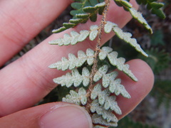 Paragymnopteris marantae