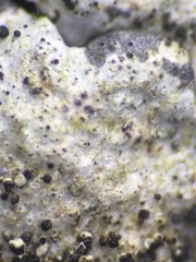Parmelina pastillifera