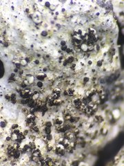 Parmelina pastillifera