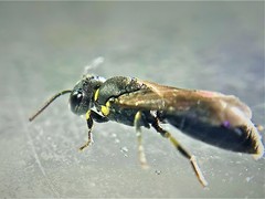 Hylaeus